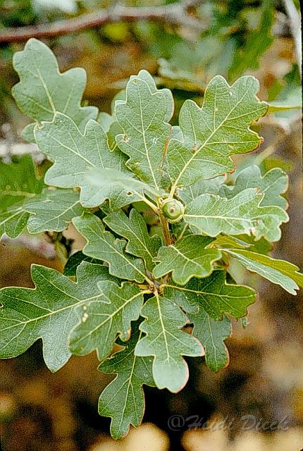 Quercus gambelii.jpg